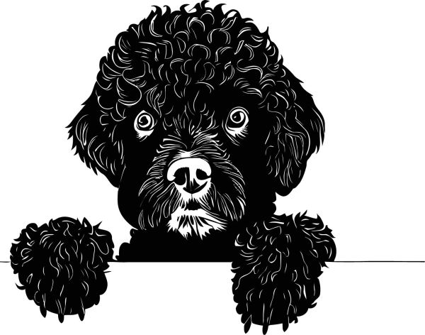 Portugalský vodní pes - D