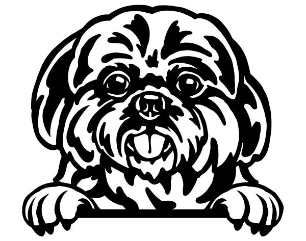 Shih-tzu - D