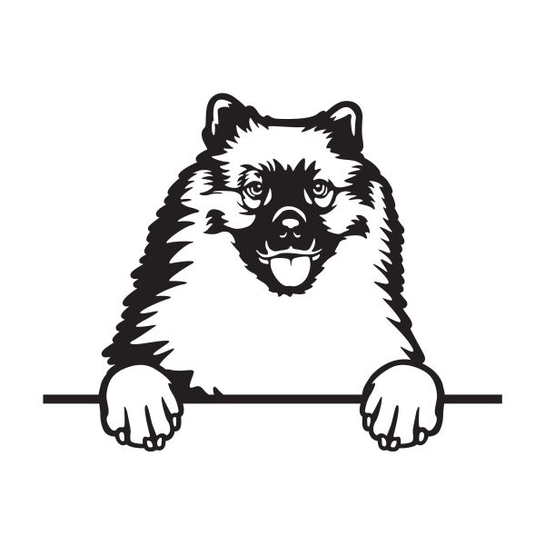 Vlčí špic (Keeshond) - A