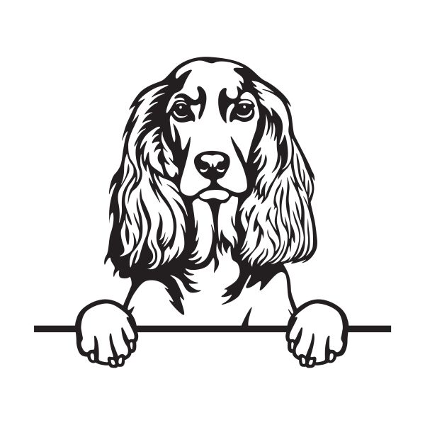 Anglický kokršpaněl - A