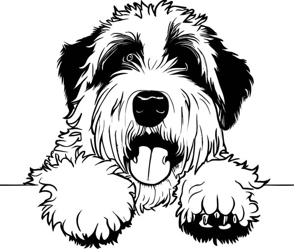 Bobtail - Staroanglický ovčák (bobtail) - F