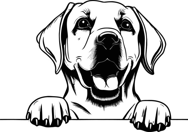 Labradorský retrívr - I