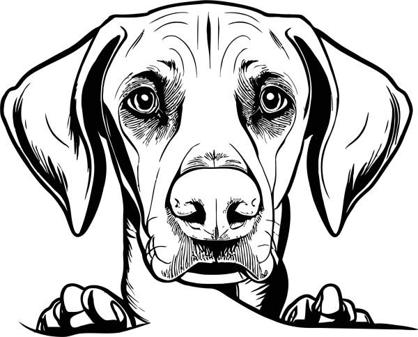 Maďarský ohař krátkosrstý - B