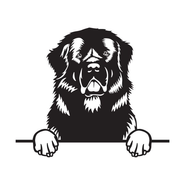 Novofundlandský pes - A