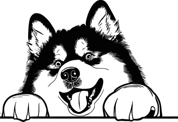 Aljašský malamut - B