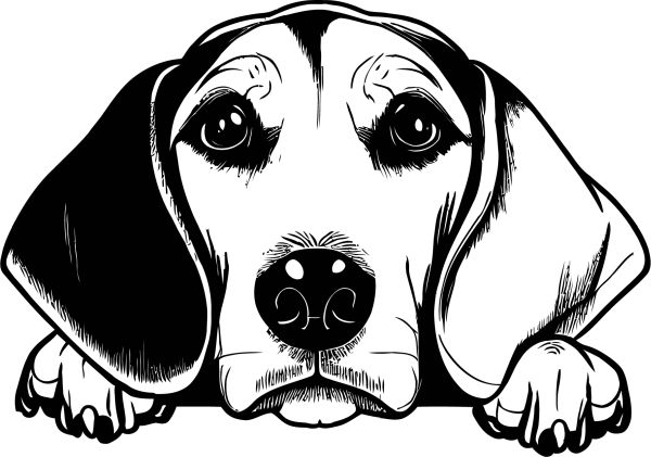 Americký foxhound - C