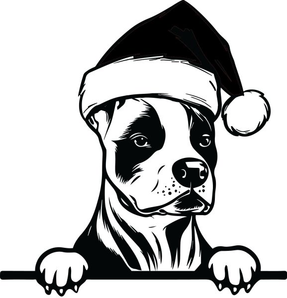 Americký staffordšírský teriér - K (Vánoční)