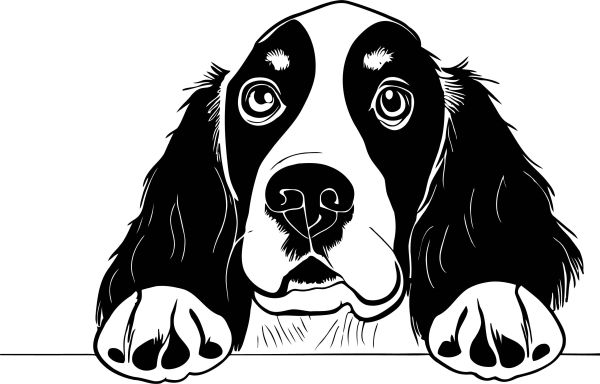 Anglický špringršpaněl - B