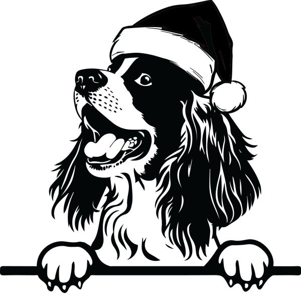 Anglický špringršpaněl - F (Vánoční)