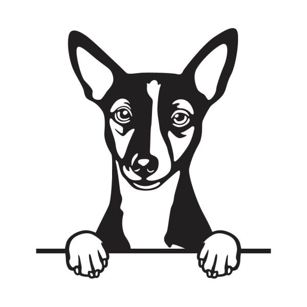 Portugalský podengo - A