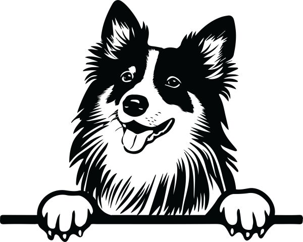 Šeltie (Shetlandský ovčák) - G