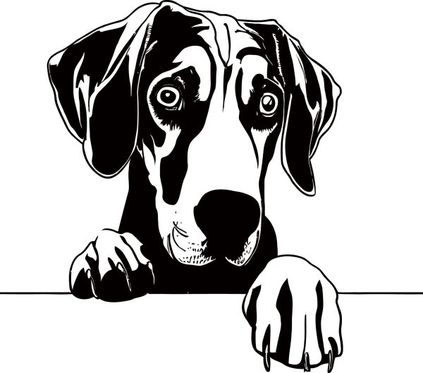 Výmarský ohař - G