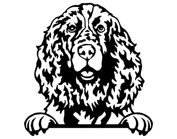 Anglický špringršpaněl - C