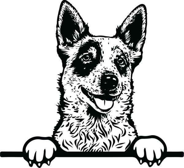 Australský honácký pes - K