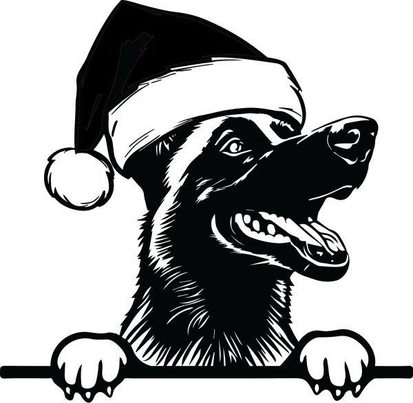 Belgický ovčák (malinois) - F (Vánoční)