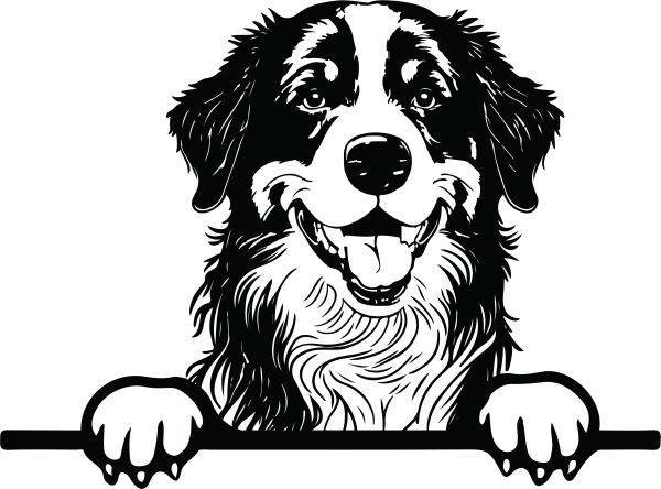 Bernský salašnický pes - G