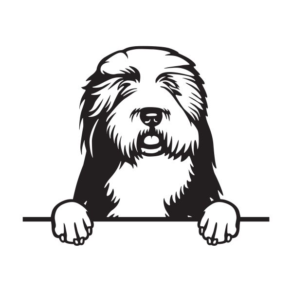 Bobtail - Staroanglický ovčák (bobtail) - A