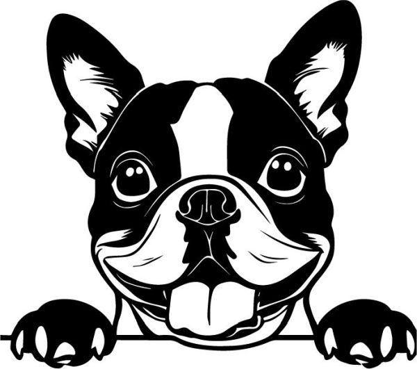 Bostonstký teriér - B