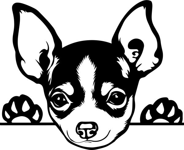 Čivava krátkosrstá - B