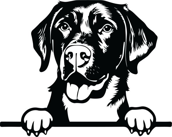 Labradorský retrívr - J