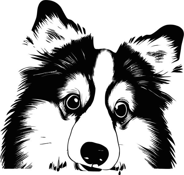 Šeltie (Shetlandský ovčák) - F