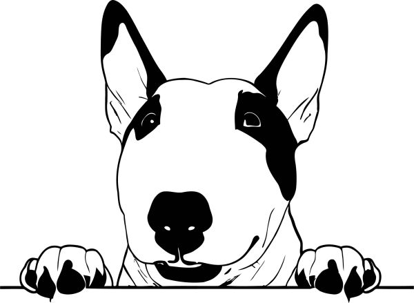 Anglický bulteriér - C