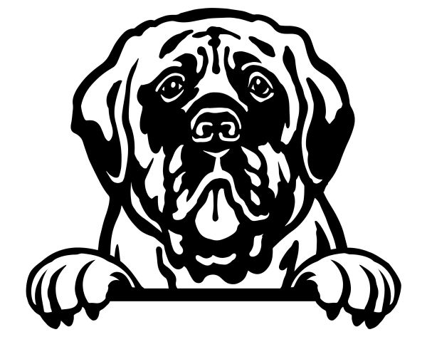 Anglický mastif - C