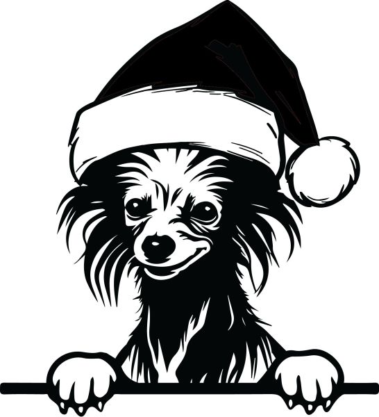 Čínský chocholatý pes - F (Vánoční)