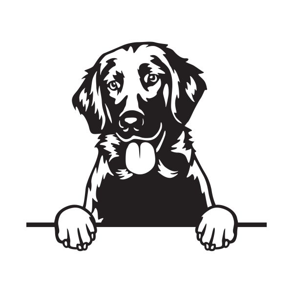 Hladkosrstý retrívr (Flat-Coated) - A