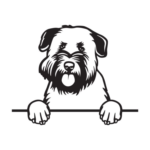 Irish soft coated wheaten teriér - A