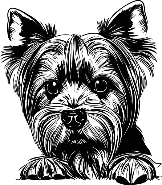 Jorkšírský teriér - C