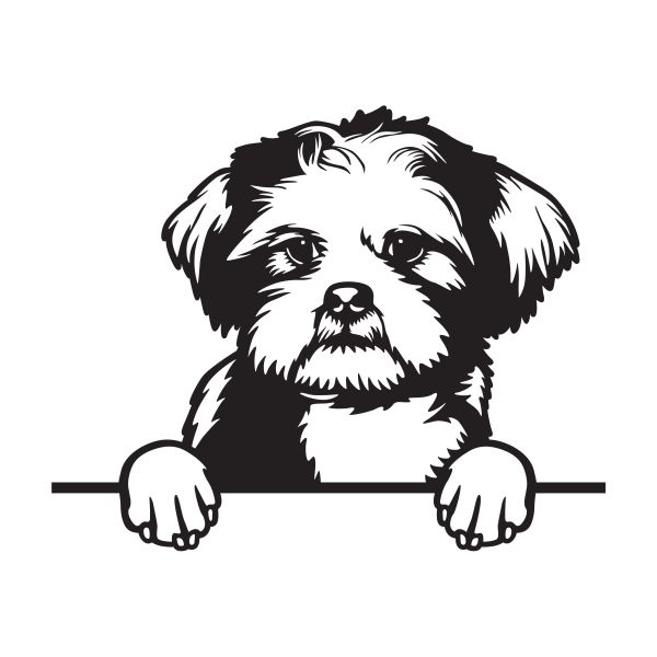 Lhasa Apso - A