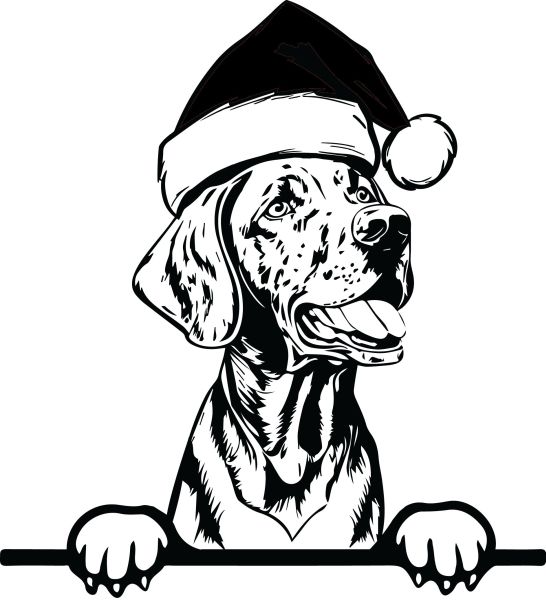 Maďarský ohař krátkosrstý - F (Vánoční)