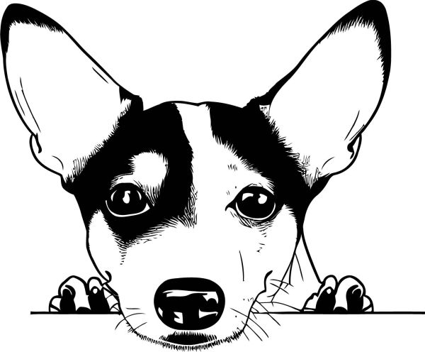 Pražský krysařík - D