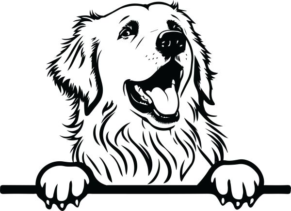 Pyrenejský horský pes - J