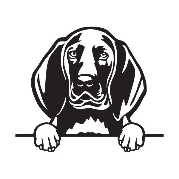 Redboneův coonhound - A