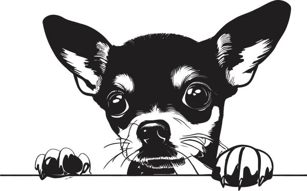 Trpasličí pinč - C