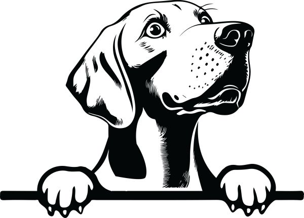 Výmarský ohař - H