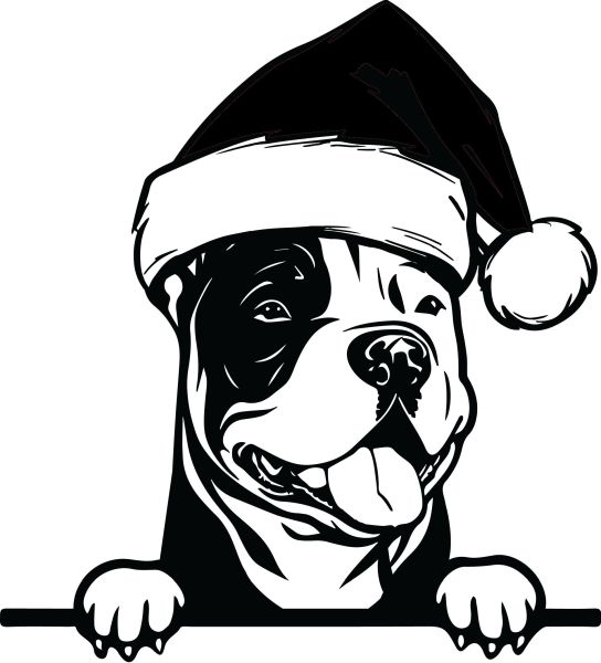 American Bully - E (Vánoční)