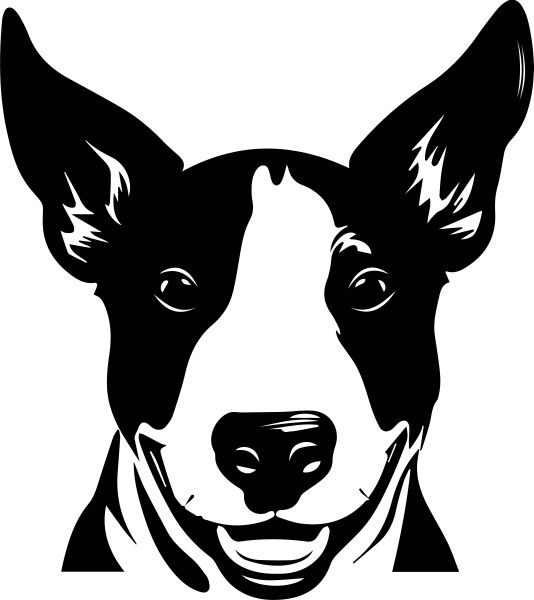 Anglický bulteriér - F