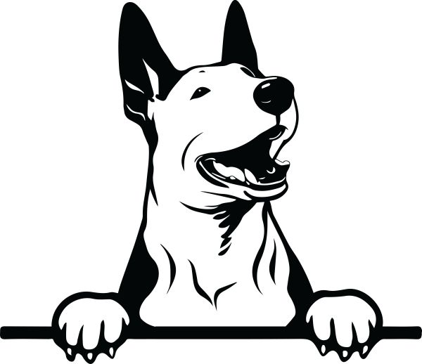 Anglický bulteriér - K