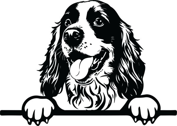 Anglický kokršpaněl - H