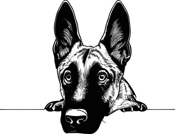 Belgický ovčák (malinois) - D