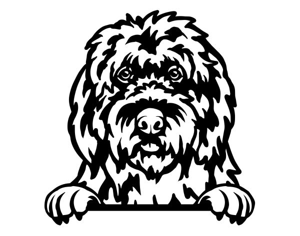 Bobtail - Staroanglický ovčák (bobtail) - E