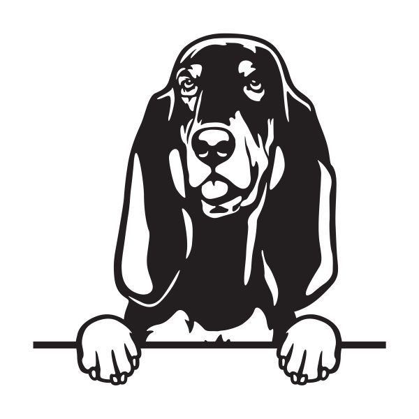 Coonhound (černo-tříslový coonhound) - A