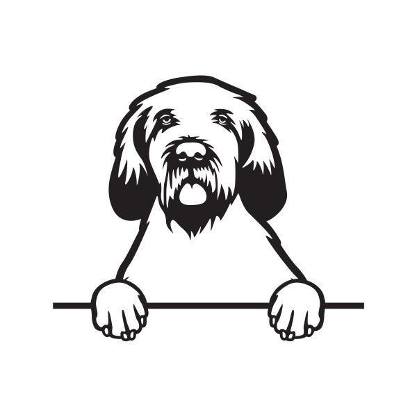 Italský spinone - A