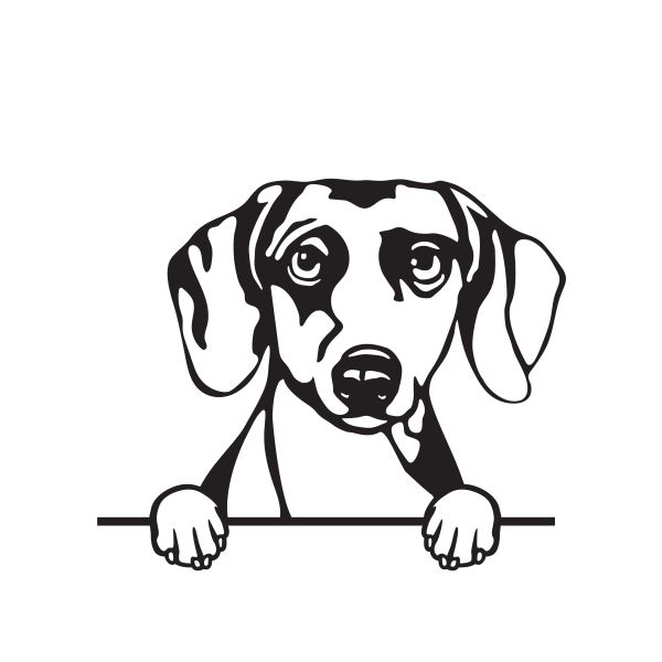 Jezevčík hladkosrstý - A