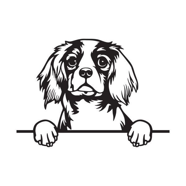 Kavalír King Charles španěl - A