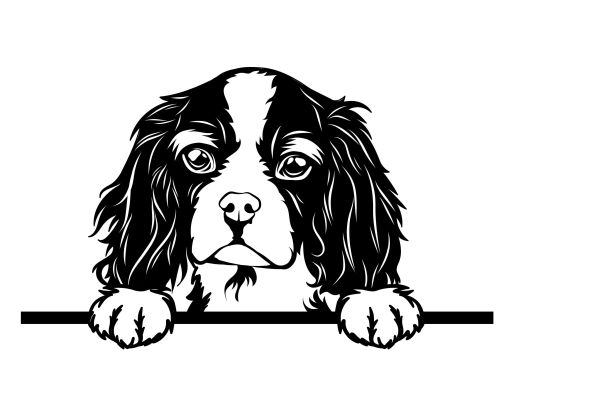 Kavalír King Charles španěl - C