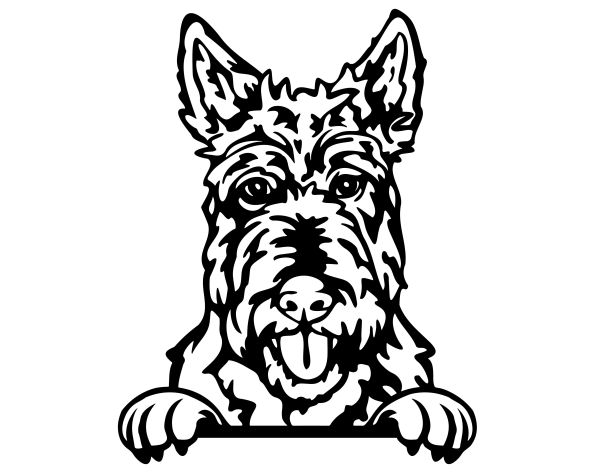 Skotský teriér - B